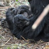  Tiny Baby Gorilla (Congo)